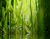 หญ้าสีเขียว 02