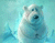 דוב לבן קר