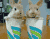 שני שובב הארנב