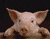 חזיר חמוד בחווה
