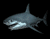 ฉลาม 3d
