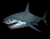 Gray Shark
