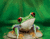 גדול Eyed צפרדע