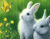 ארנבים זעירים חמוד