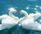 Amor Cisnes