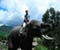 Thailand Elephant 01