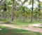 Thailand Coconut Plantation
