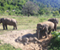 Thailand Elephant Nature Park 02