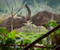 Thailand Elephants In Nature Park
