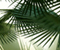 Thailands Nature Palm