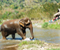 Chaing Mai Elephant