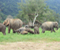Chiang Mai Elephant Park