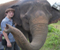 Thailand Elephant Show